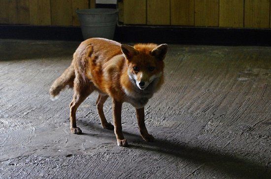 Feadon Farm Wildlife Centre